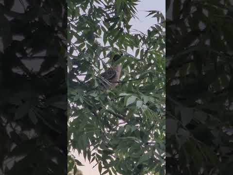 Wattlebird Wonders: The Secret Life of Australia&#039;s Unique Songbird!