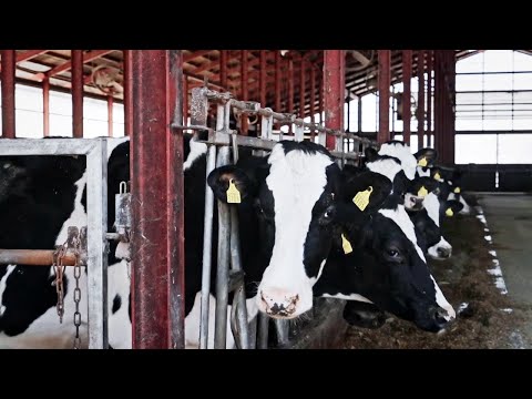 The Japanese farm turning cow manure into hydrogen fuel