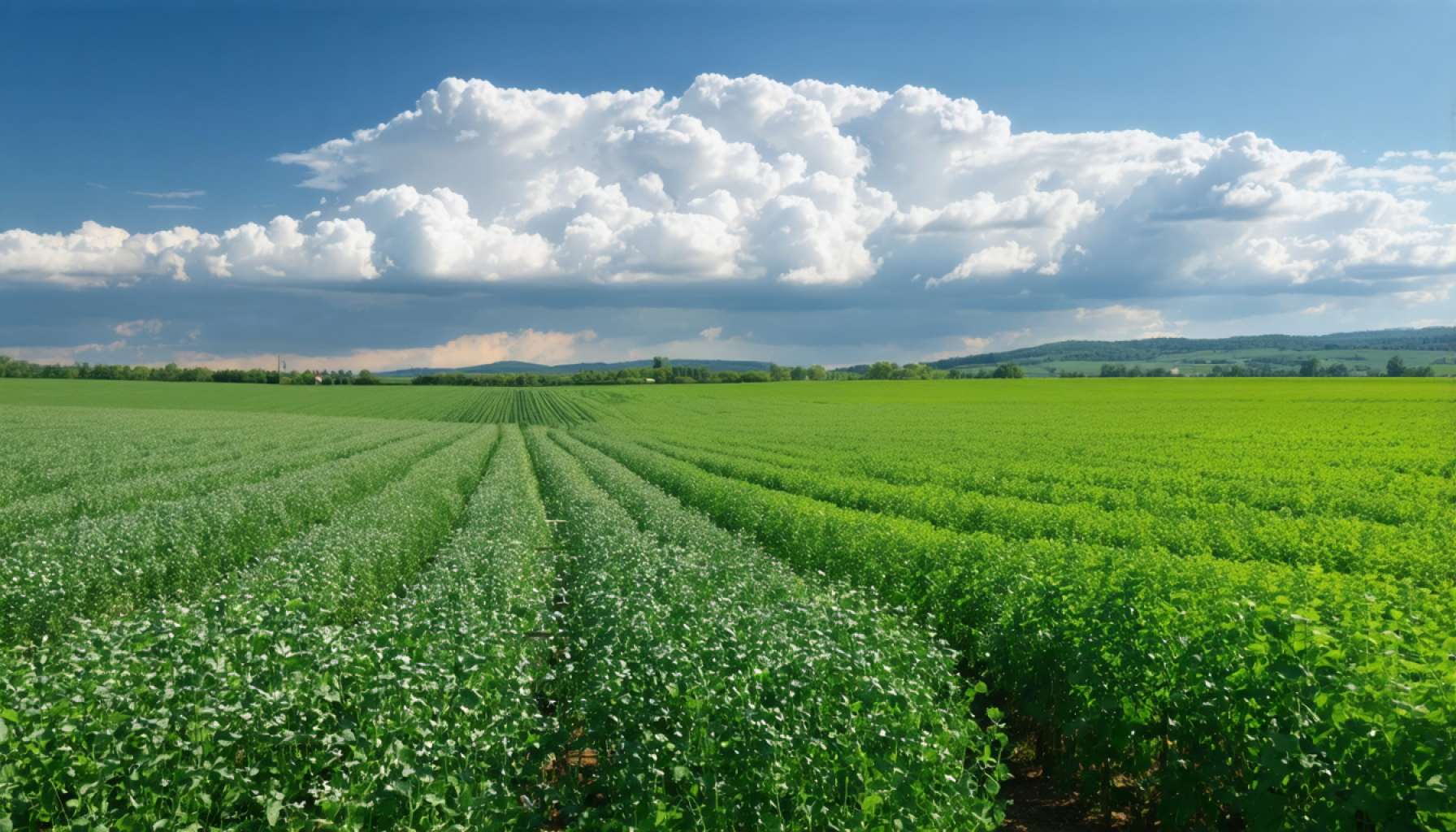 Bulgarian Court Ruling Clouds Green Energy Future, Protects Precious Farmland